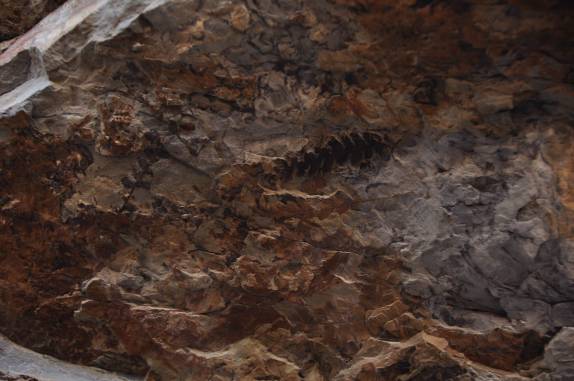 Fósseis incrustrados nas rochas do Parque Provincial Ischigualasto, na Argentina